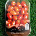 APS group tomatoes
