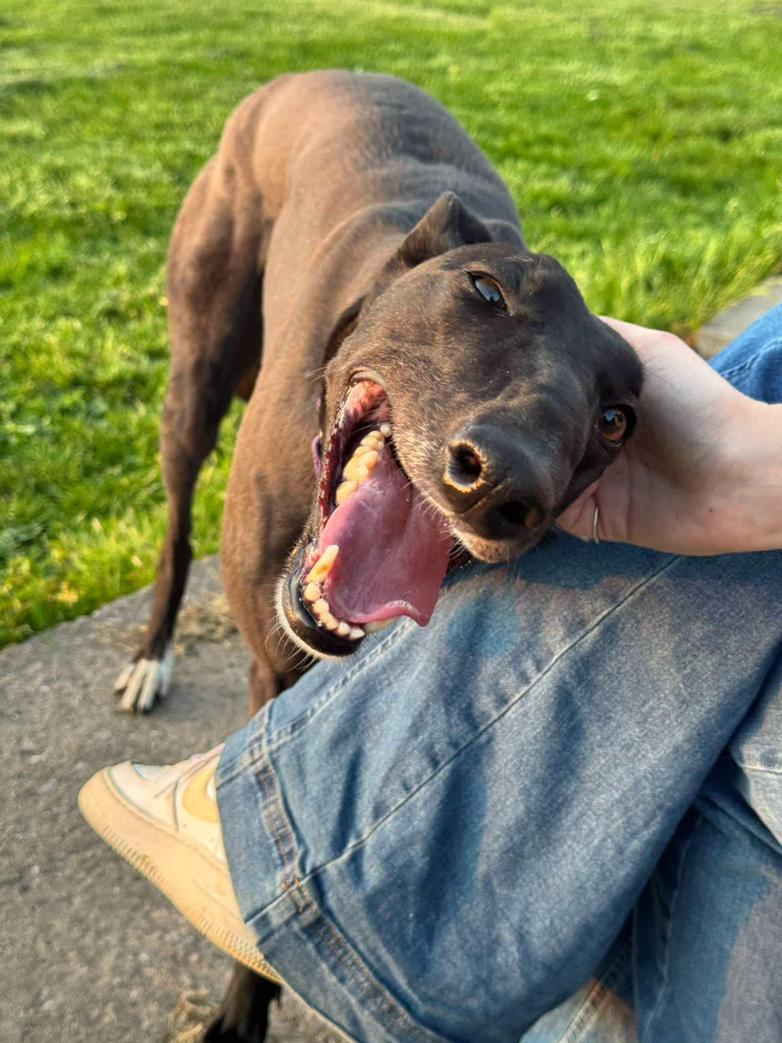 greyhound dog